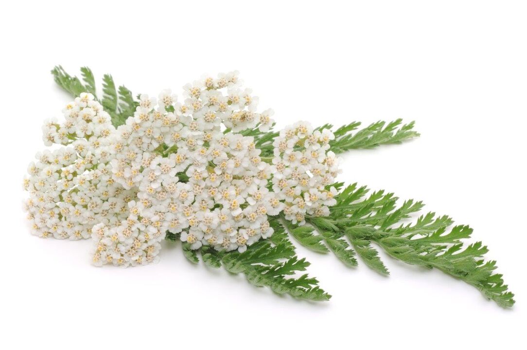 Yarrow - composition of the cream Proctonic